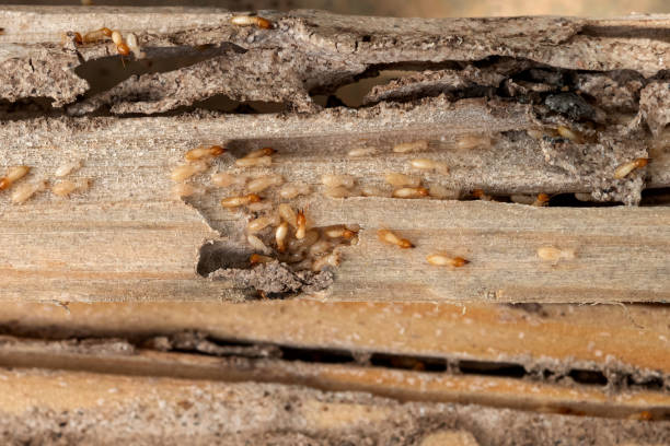 Best Exterminator Services  in Logan, OH